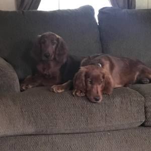 Meet your Posher, Shannon